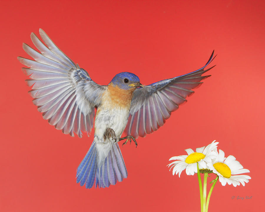 Nature Photograph - Red White And Bluebird Forever by Gerry Sibell