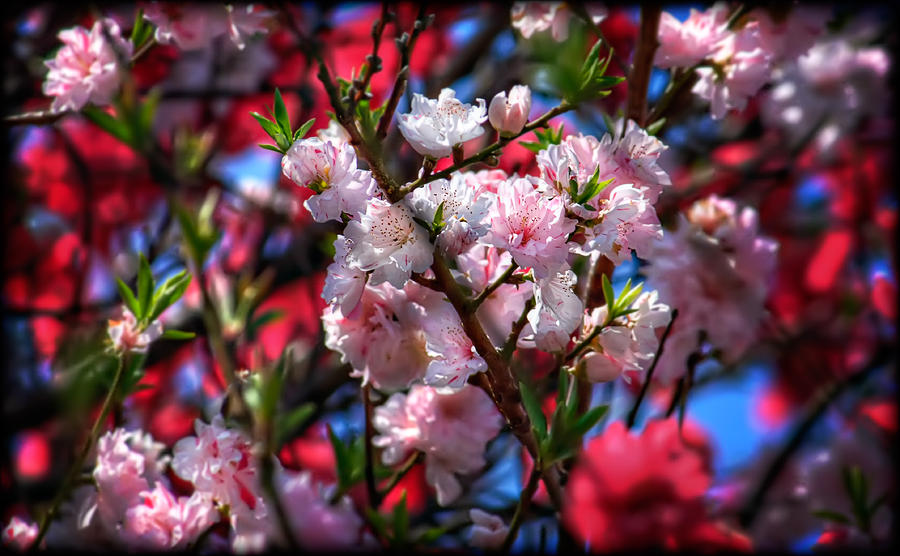 Flower Photograph - Red, White, and Pink Peach Blossoms by David LaSpina