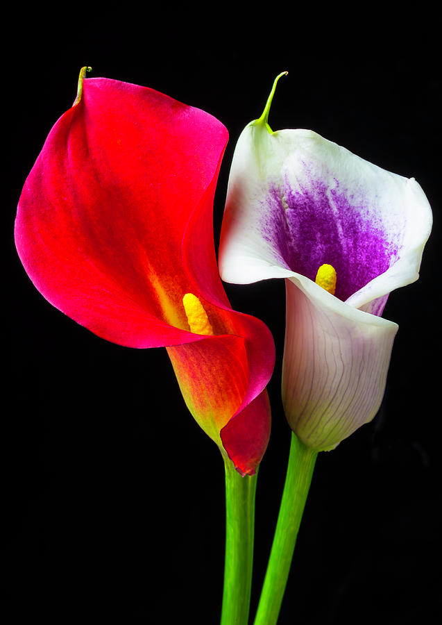 Red White And Purple Calla Lilies Photograph by Garry Gay