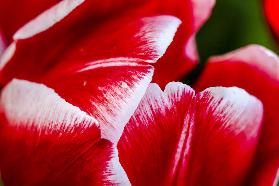 Red White and Tulips Photograph by Teri Virbickis