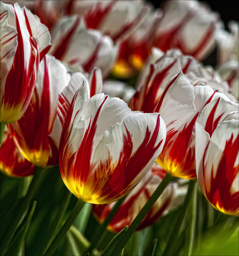 Red White and Yellow Tulips Photograph by Robert Ullmann