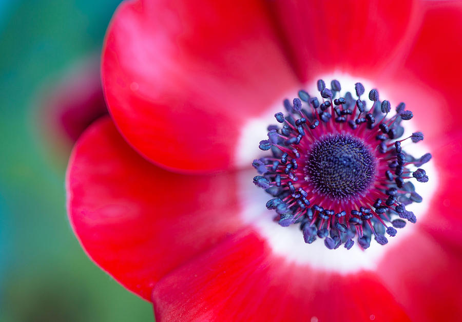 Red White Blue Anemone Photograph