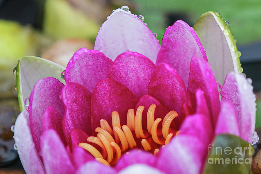 Pink White Lotus Macro Closeup Photograph by David Zanzinger