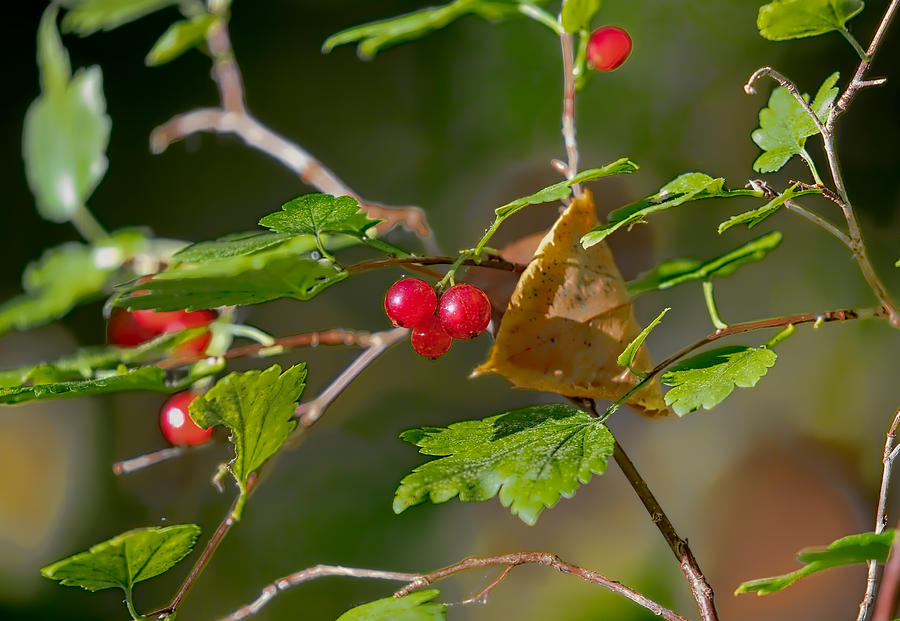 Red wild goosberries Photograph by Leif Sohlman
