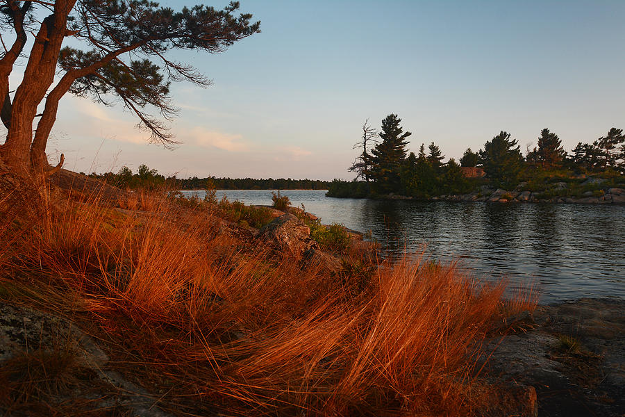 Red Wild Grass Georgian Bay Photograph by Steve Somerville