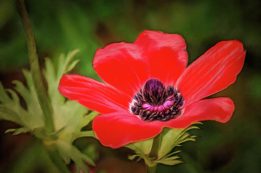 Red Wildflower Closeup Digital Art by Michael Goyberg