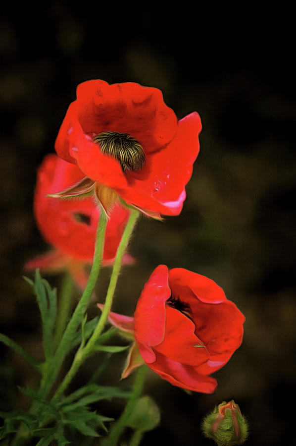 Red Wildflowers Closeup Digital Art by Michael Goyberg