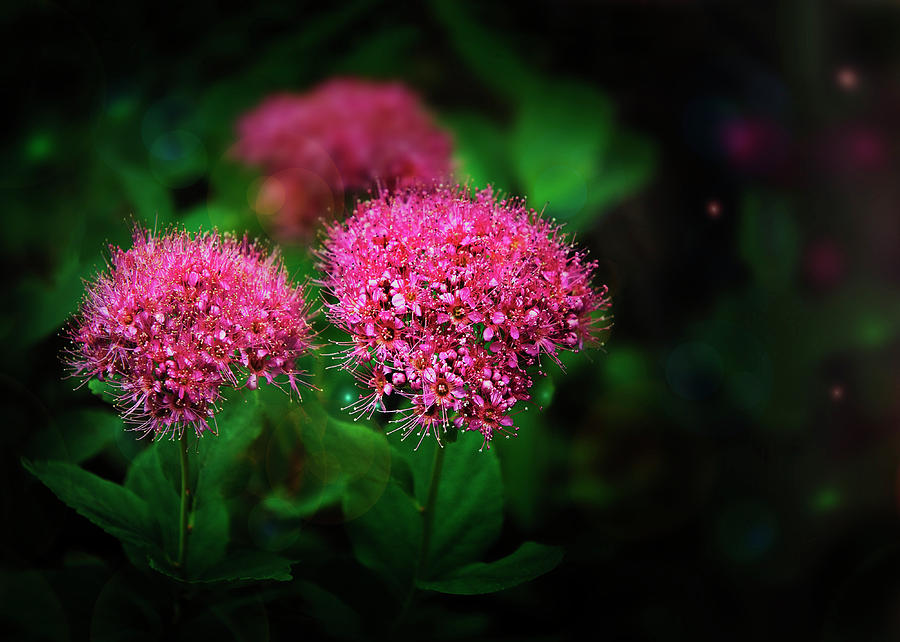 Red Spiraea Photograph by John Christopher