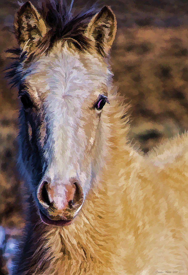 Horse Photograph - Red Willow pony by Charles Muhle
