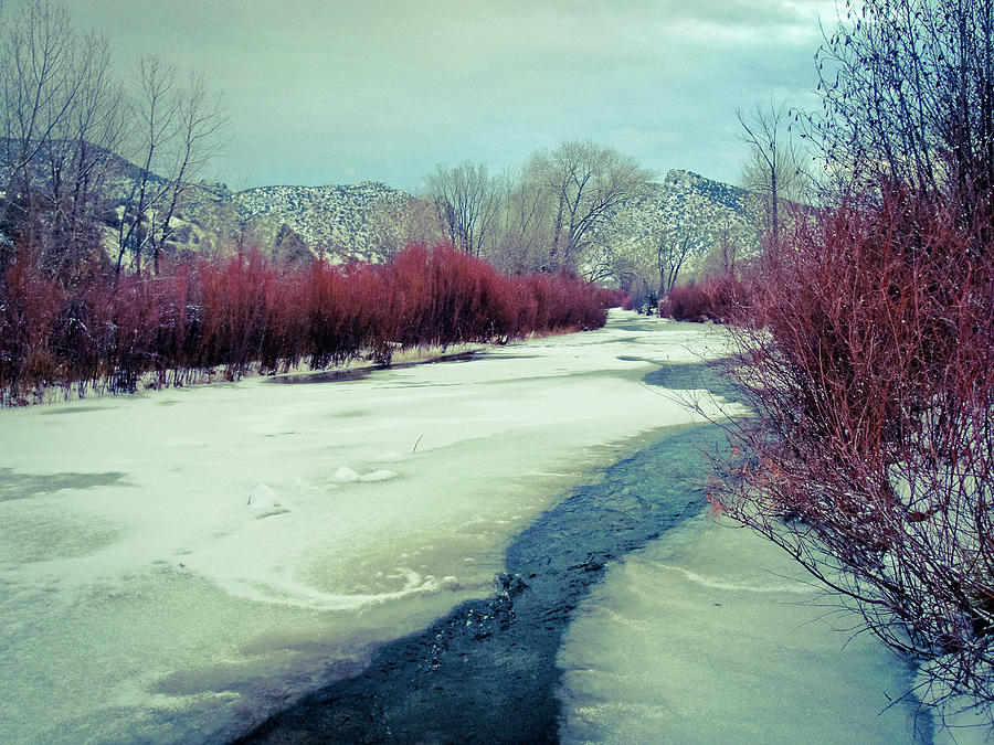 Winter Photograph - Red willows on the Embudo by Atom Crawford
