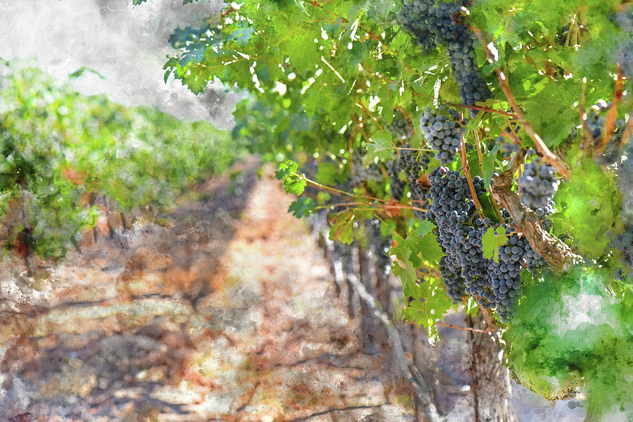 Red Wine Grapes in a Vineyard Photograph by Brandon Bourdages