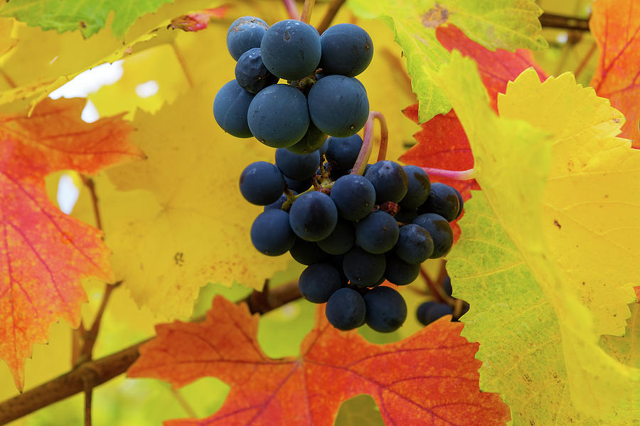 Red Wine Grapes on Grapevine in Fall Photograph by David Gn