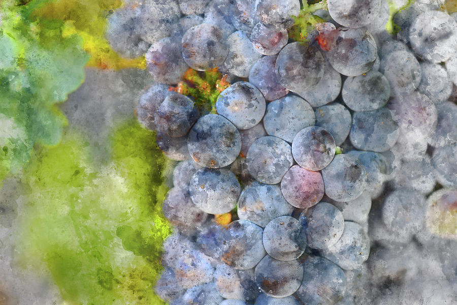 Wine Photograph - Red Wine Grapes on the Vine Macro by Brandon Bourdages