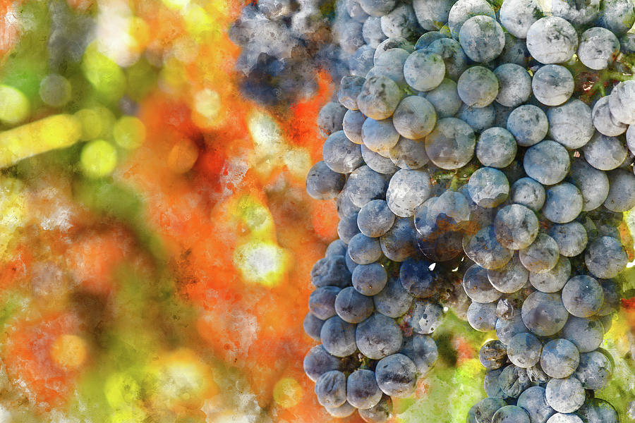 Wine Photograph - Red Wine Grapes with colorful leaves by Brandon Bourdages
