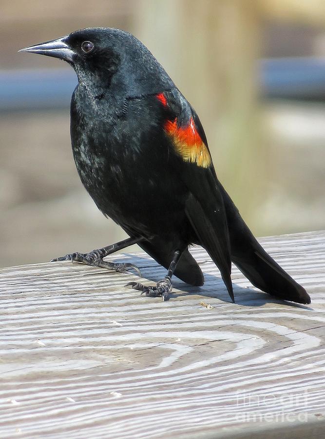 Red Wing Blackbird Photograph by Diana Rajala