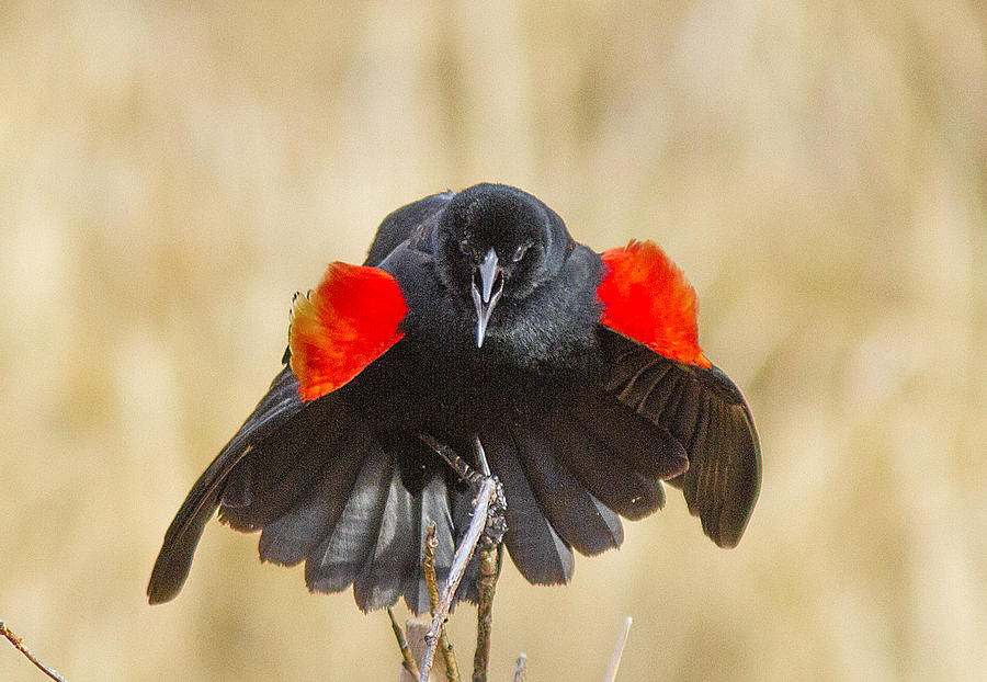 Red Wing Blackbird Displaying Photograph by Lowell Monke - Fine Art America