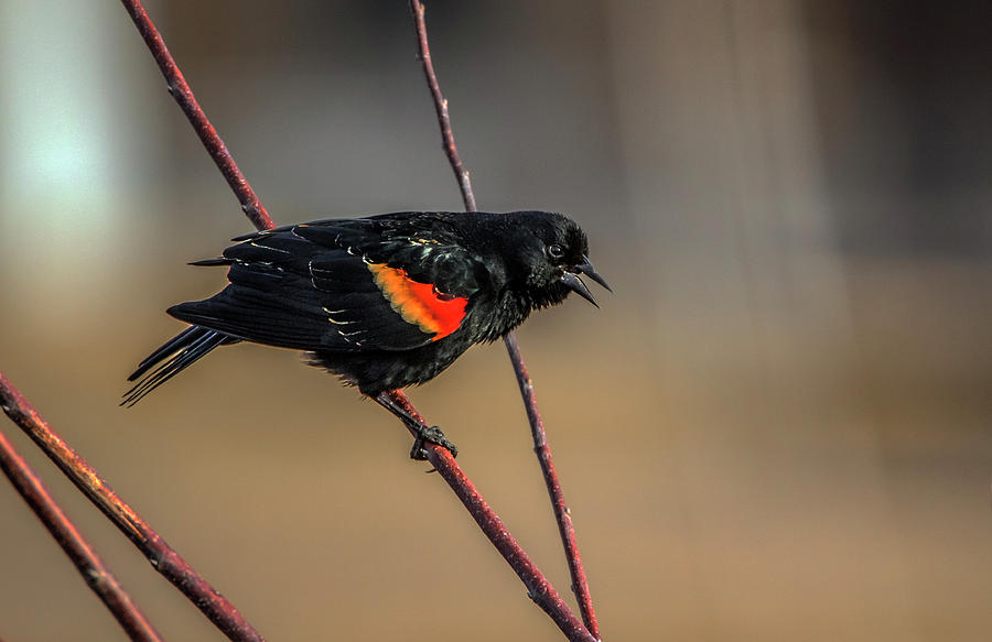 Red Wing Blackbird Photograph by Ray Congrove