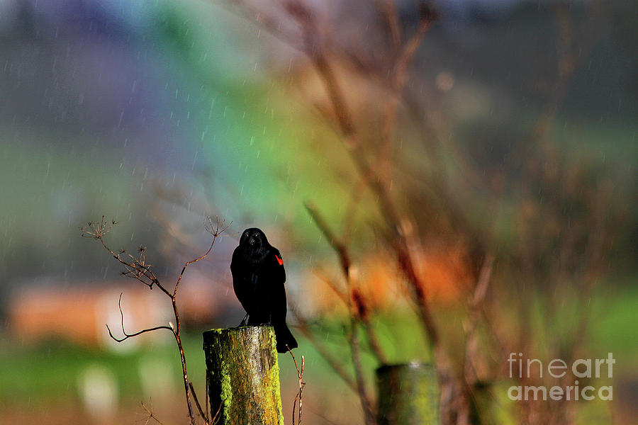 Red Wing Blackbird Singing in the Rain Bow Photograph by Wernher Krutein