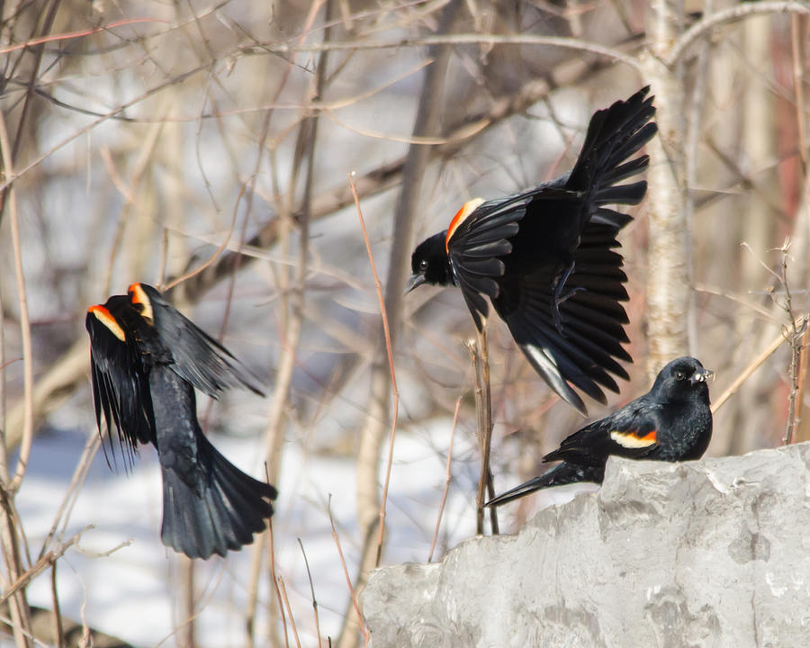 Red Wing Blackbirds Photograph by Deborah Ritch