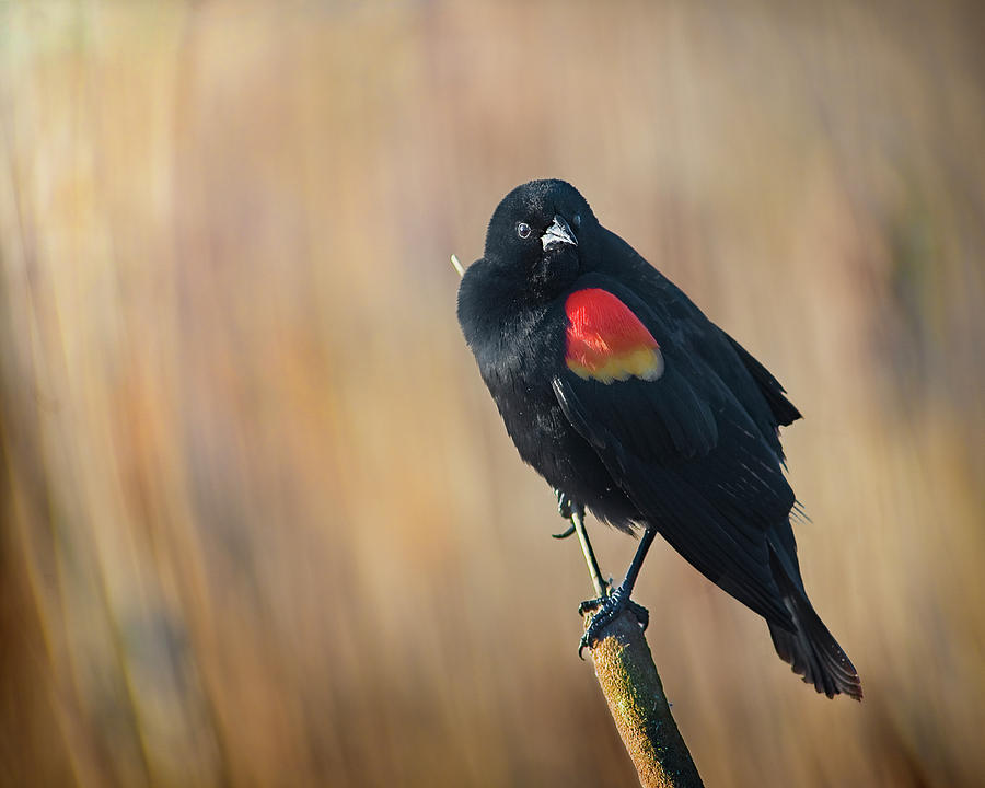 Spring Photograph - Red Winged portrait by John Christopher