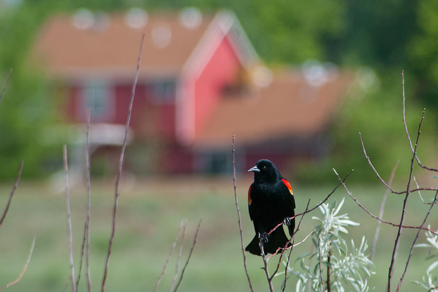 Red-winged Blackbird with Red House Background Photograph by Cascade Colors
