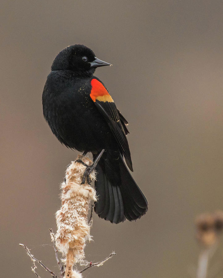 Red-winged Beauty Photograph by Jody Partin