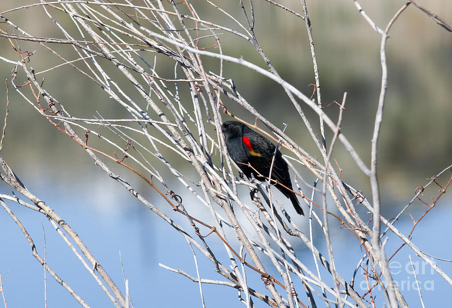 Red Winged Black Bird at Chatfield Photograph by Steven Krull