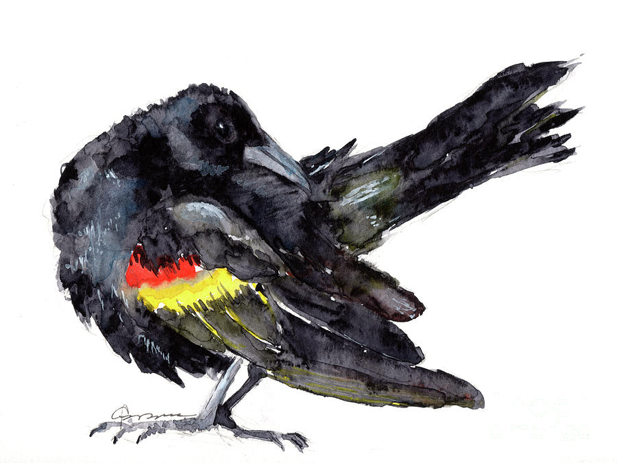 Red-winged Black Bird Painting by Claudia Hafner