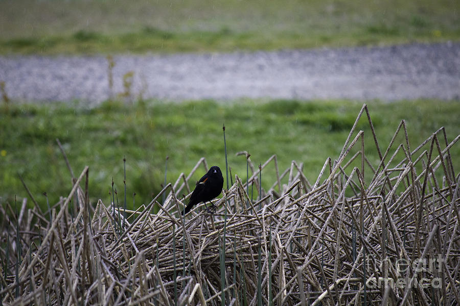 Red winged black bird Photograph by Donna L Munro