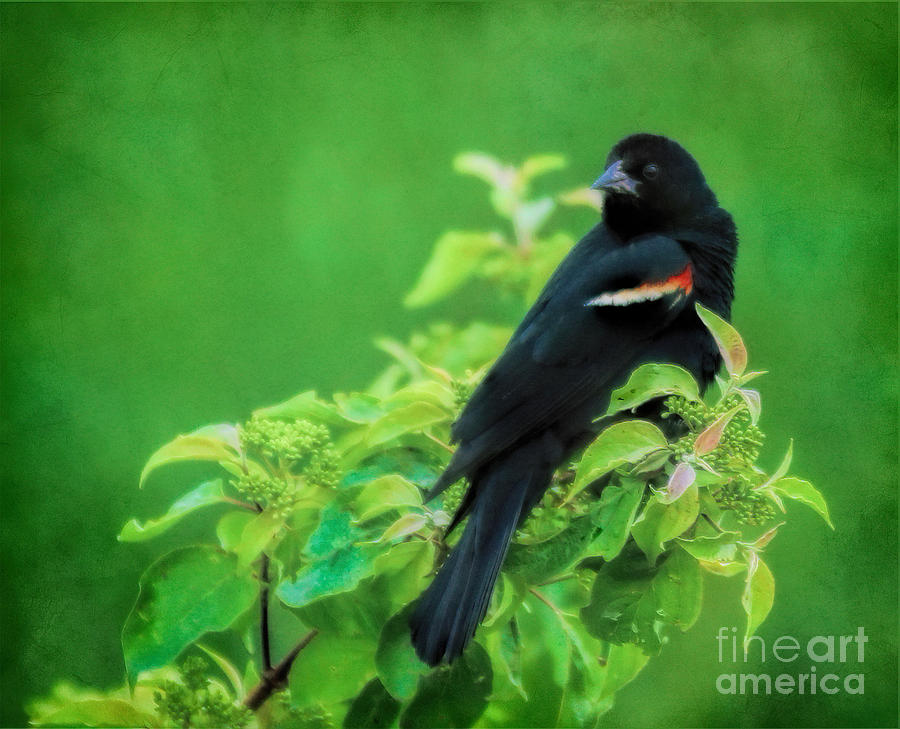 Red-Winged Black Bird Photograph by Elizabeth Winter