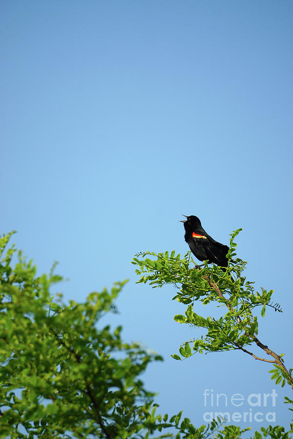 Nature Photograph - Red-Winged Black Bird by HD Connelly
