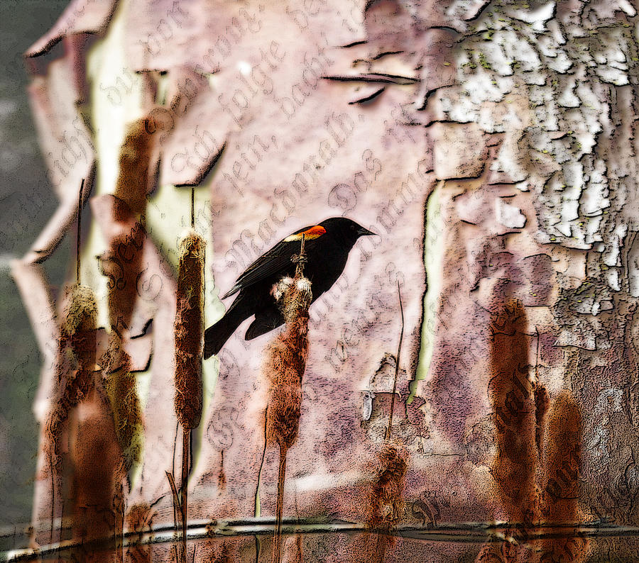 Red Winged Black Bird On A Cattail - Meadow - Marsh Photograph by Marie Jamieson