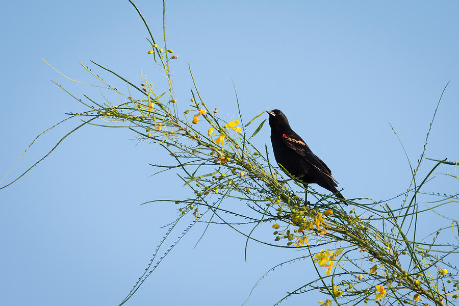 Red Winged Black Bird On A Retama Tree Photograph by Debra Martz