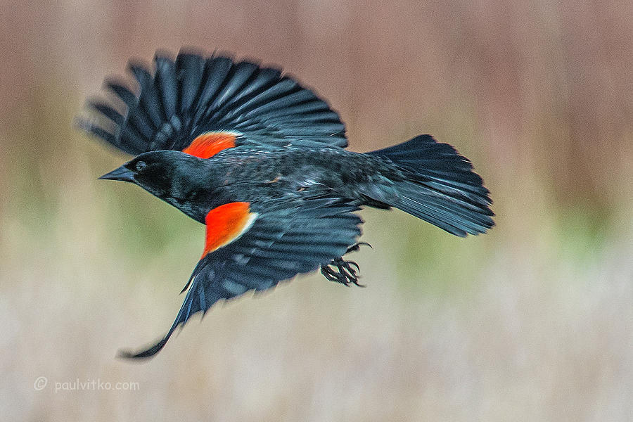 Red Winged Blackbird-01 Photograph by Paul Vitko
