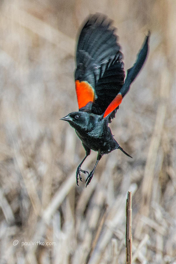 Red Winged Blackbird-02 Photograph by Paul Vitko