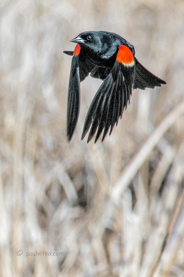 Red Winged Blackbird-03 Photograph by Paul Vitko