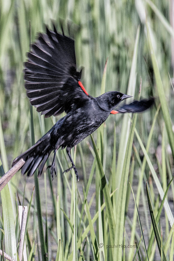 Red Winged Blackbird-06 Photograph by Paul Vitko