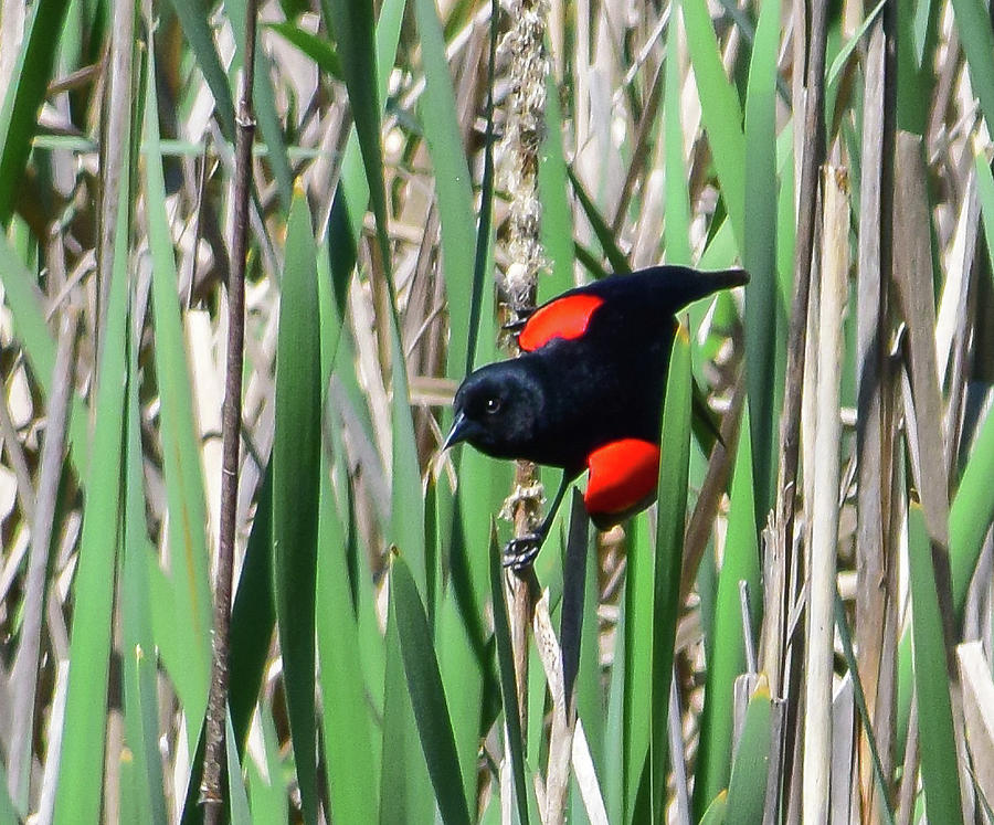 Red-winged Blackbird 1 Photograph