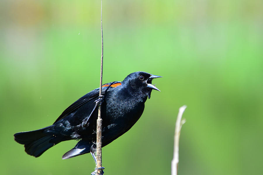 Red-winged Blackbird 2 Photograph