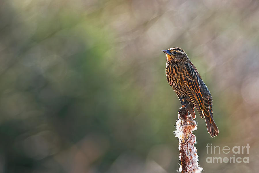 Red-winged Blackbird 2 Photograph by Sharon Talson