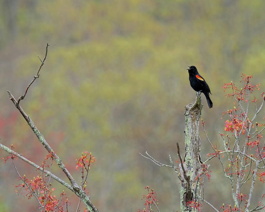Red Winged Blackbird 2017 Photograph by Bill Wakeley