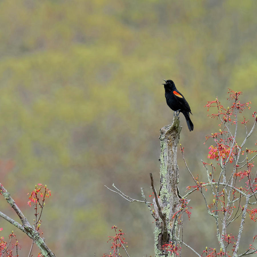 Red Winged Blackbird 2017 Square Photograph by Bill Wakeley