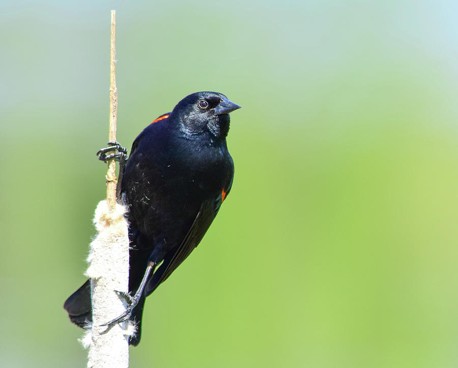 Red-winged Blackbird 3 Photograph by Alan C Wade