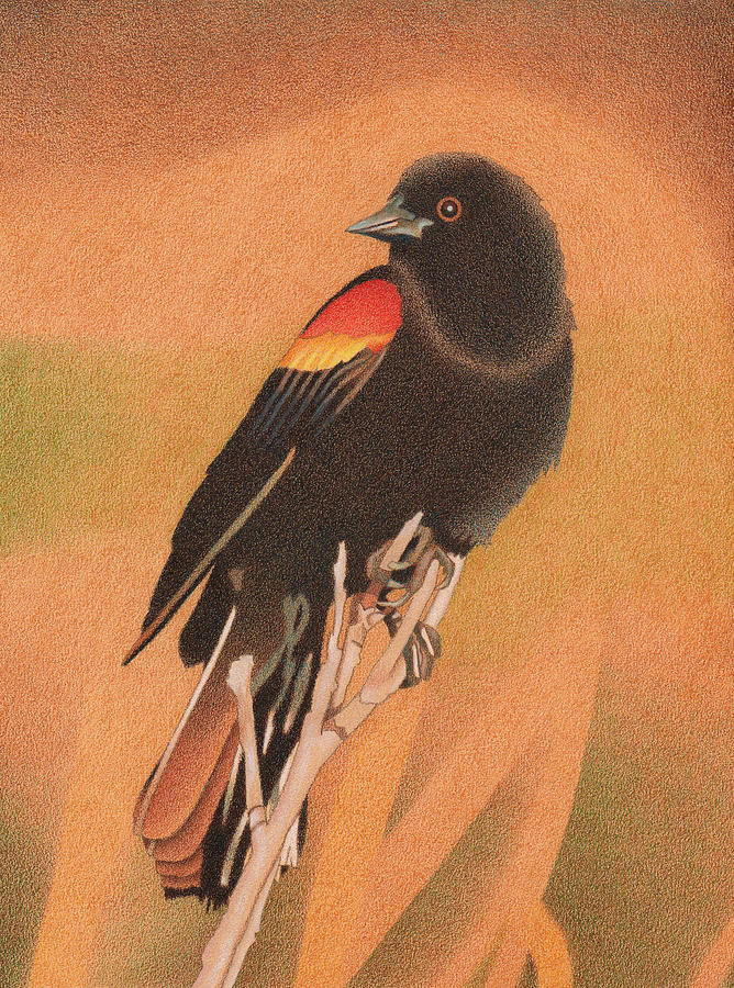 Red-winged Blackbird 3 Drawing by Dan Miller