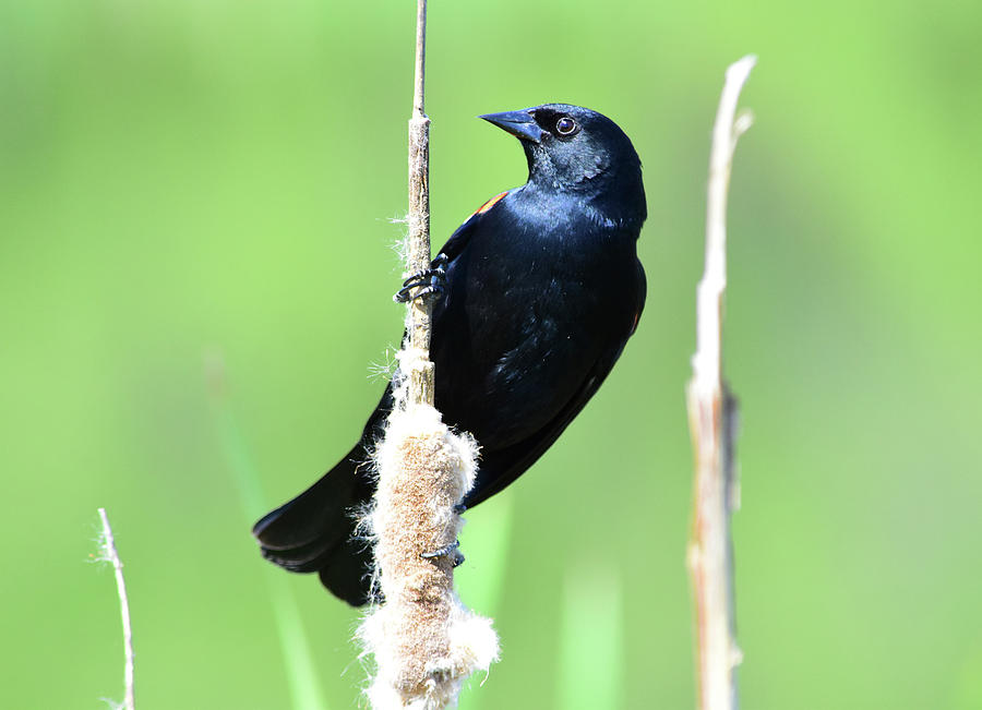 Red-winged Blackbird 4 Photograph by Alan C Wade