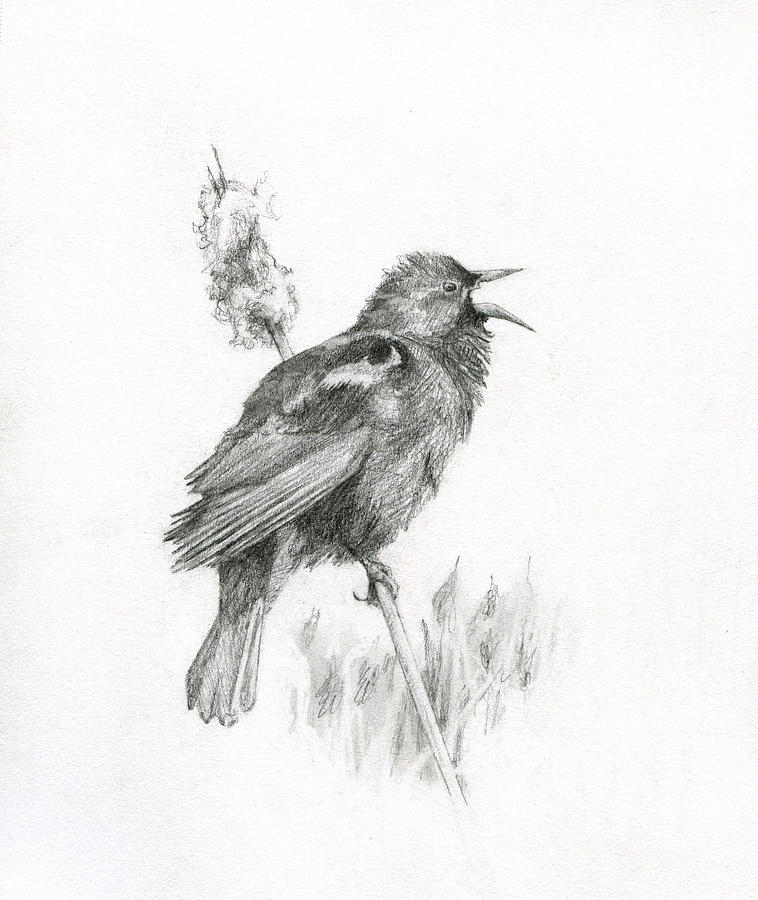 Redwinged Blackbird Drawing by Abby McBride