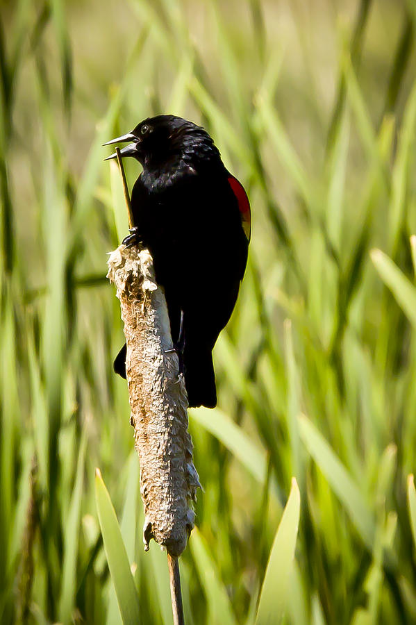 Wildlife Photograph - Red-winged Blackbird by Albert Seger