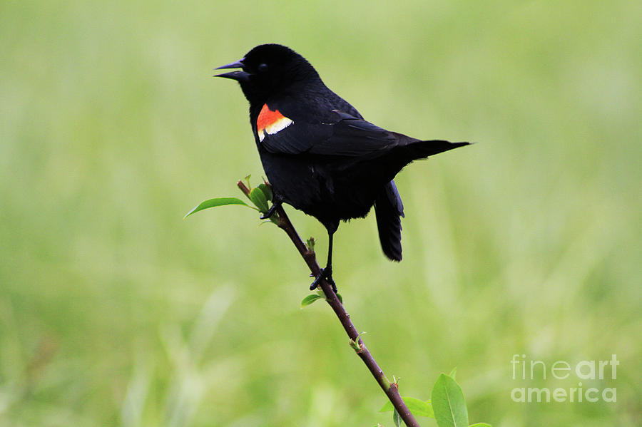 Red Winged Blackbird Photograph by Alyce Taylor