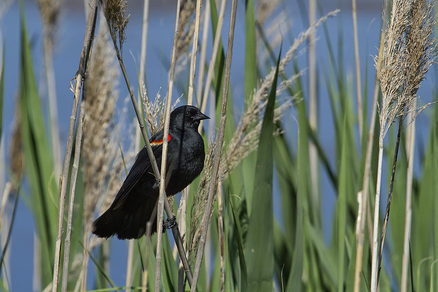 Red-Winged Blackbird Among the Reeds Photograph by Belinda Greb