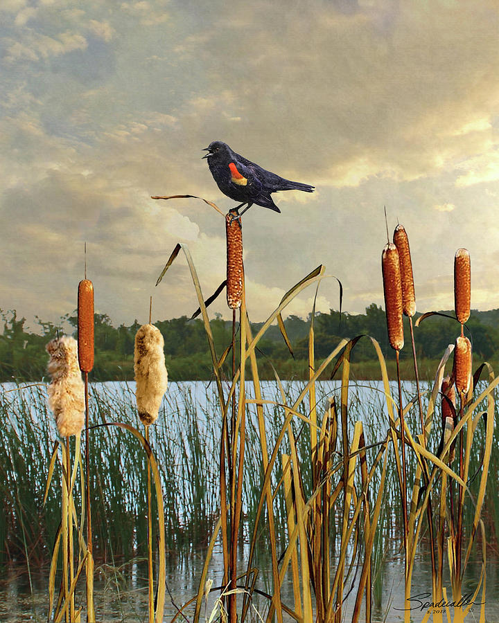Blackbird Digital Art - Red-winged Blackbird and Cattails by Spadecaller
